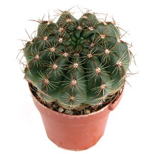 Notocactus_ottonis